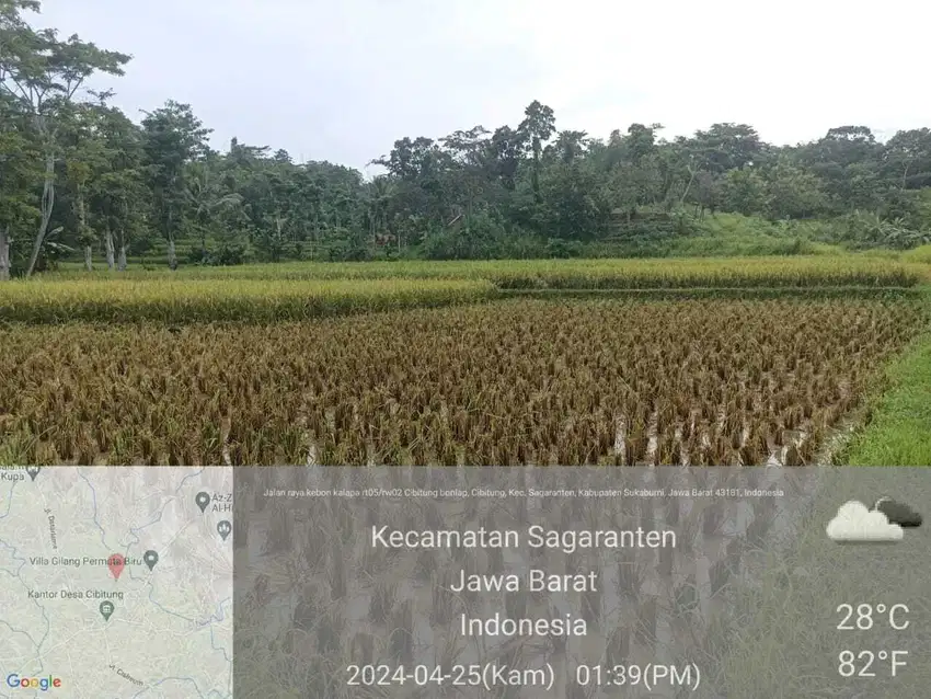 Jual Tanah Sawah Murah, Jampang Sigaranten Sukabumi