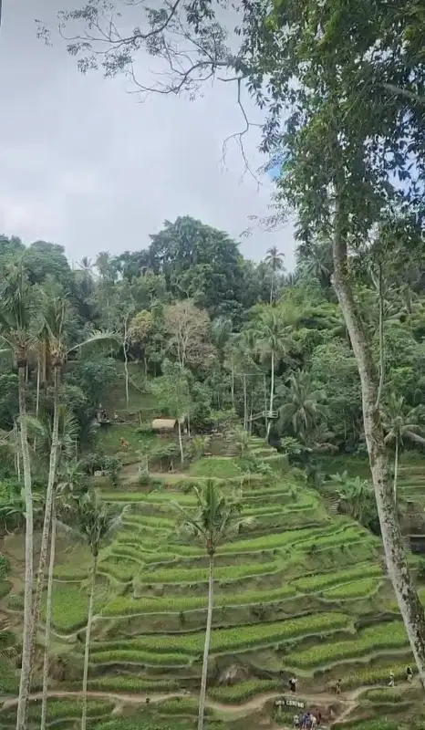 Dijual tanah kebun subur untuk durian cocoa di dekat Jatiluwih Tabanan