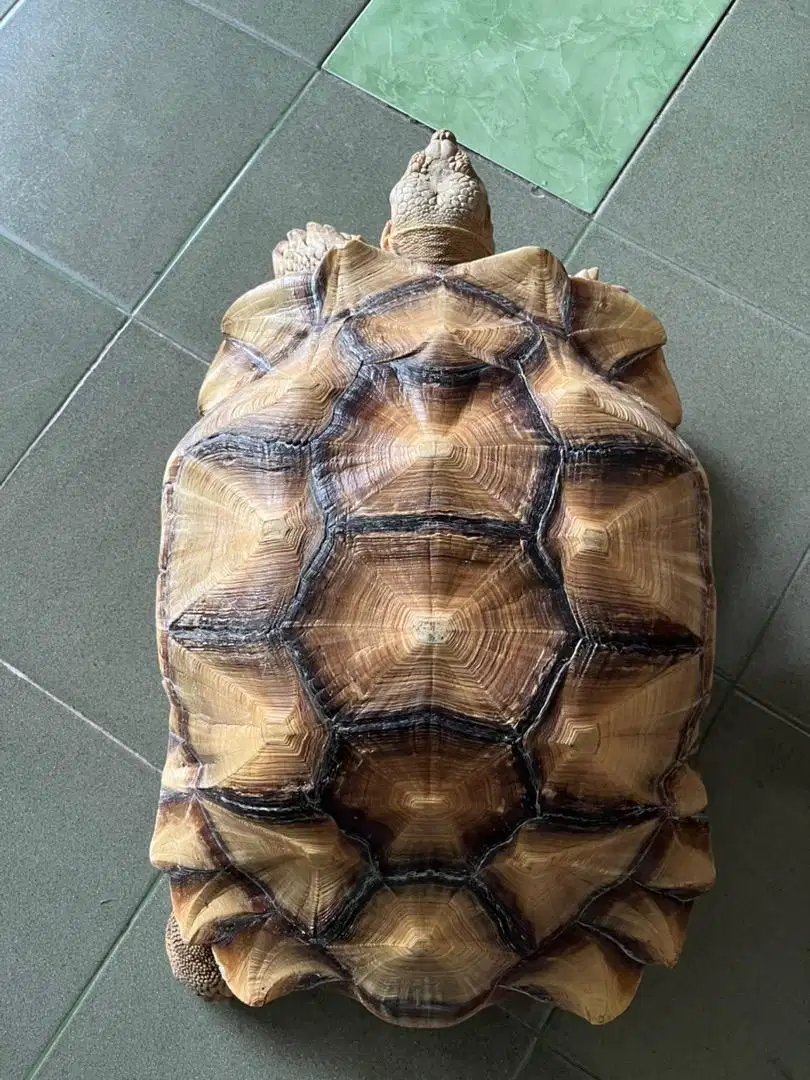 Sulcata Tortoise 55cm