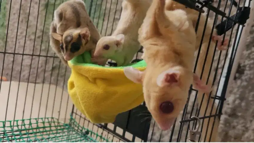 Lepas adopsi sugar glider creamino sekeluarga