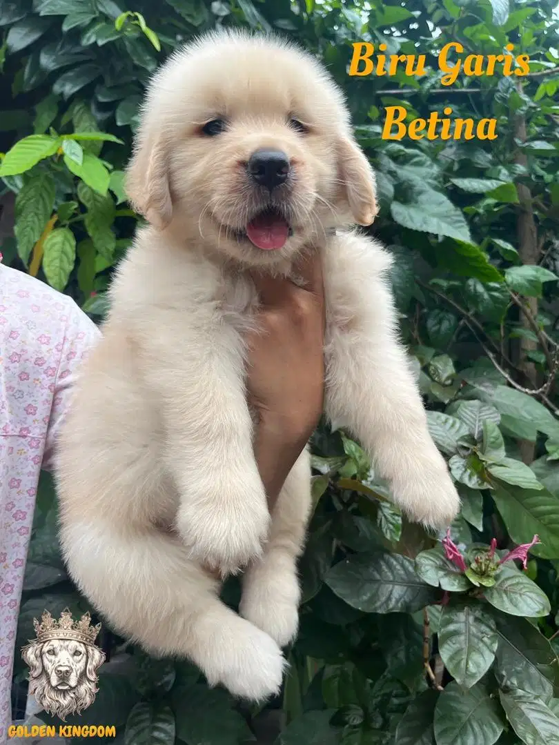 Golden Retriver Good Quality