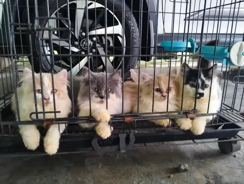 Lepas adopsi kucing kitten persia