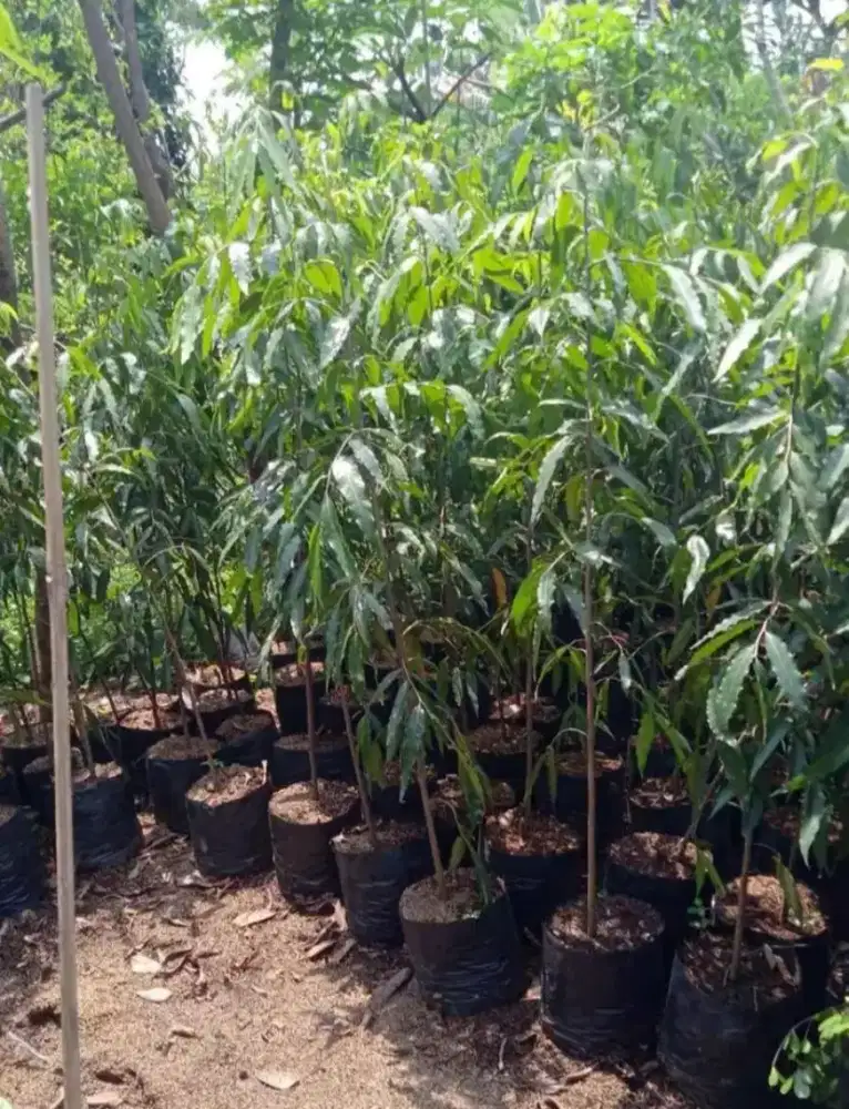 Pohon Glodogan tiang tinggi 1,5mtr