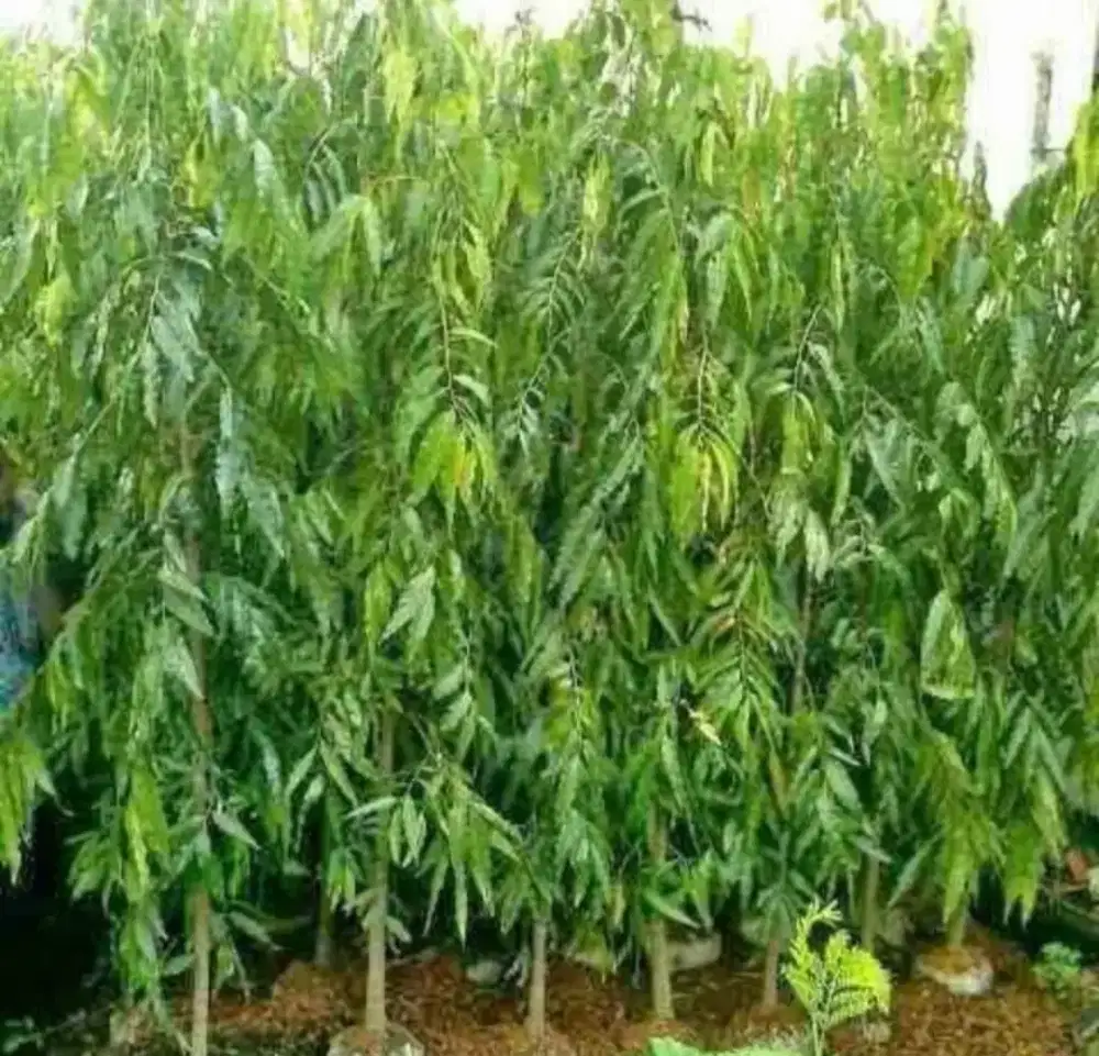 Pohon Glodogan tiang tinggi 2mtr lebih