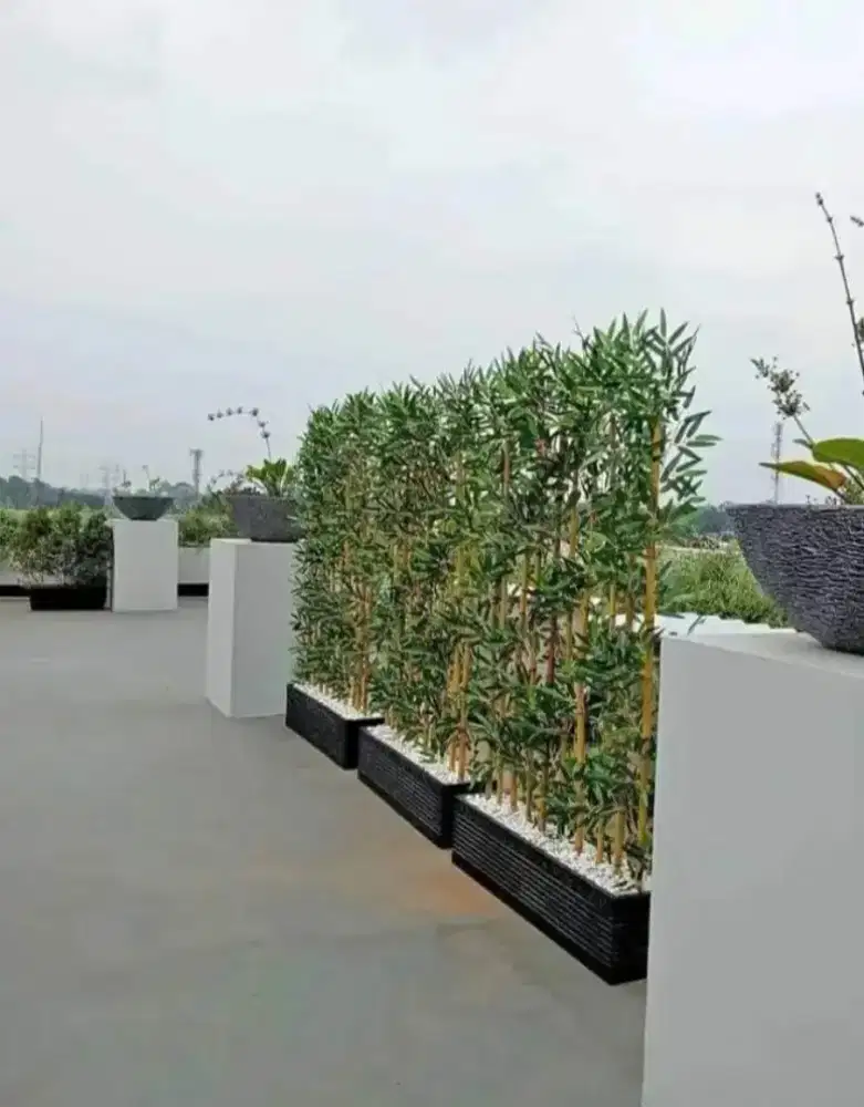 Pohon bambu kuning penghias rumah siap pajang