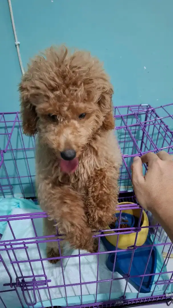 Anjingg toy poodle