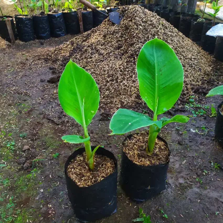 Bibit Pisang Cavendish Berkualitas Unggul