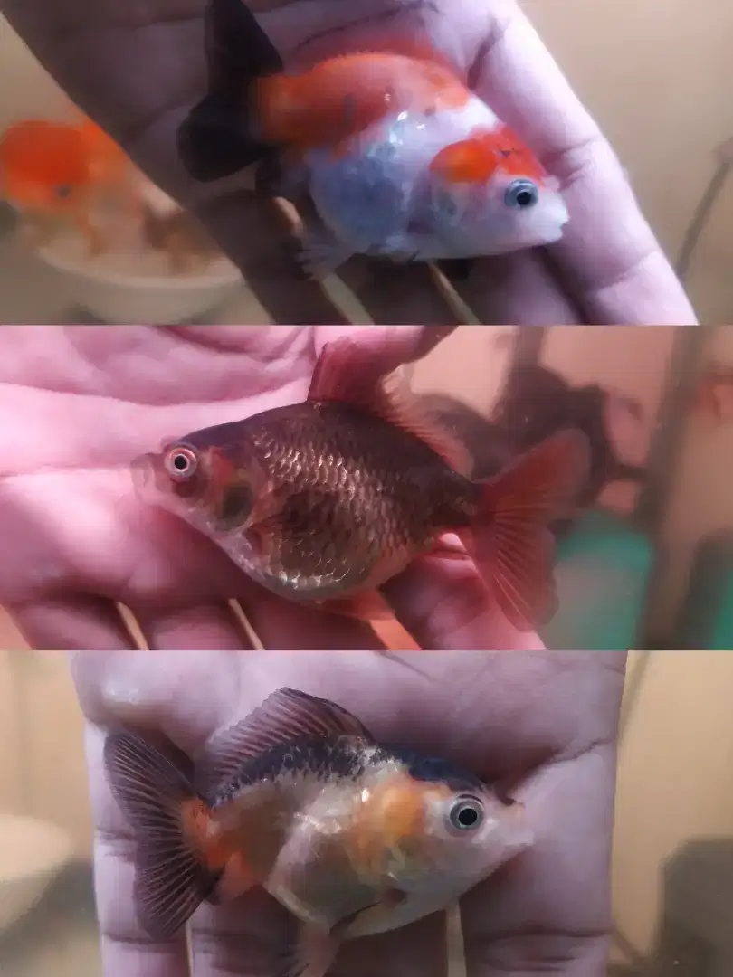 Ikan koki oranda ost 3 ekor