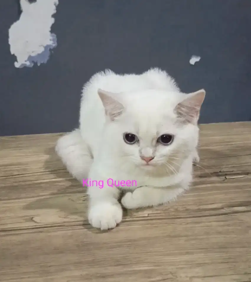 Kucing British Shorthair BSH White Solid Betina 4 bln Line Ped