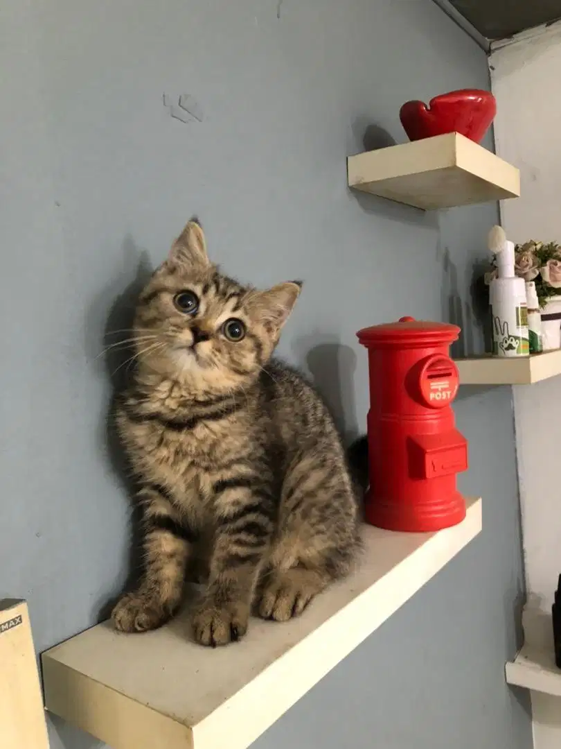 Scottish British shorthair