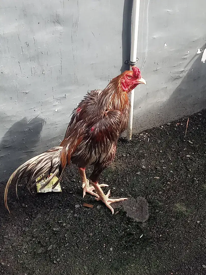 Ayam Bangkok siap adu