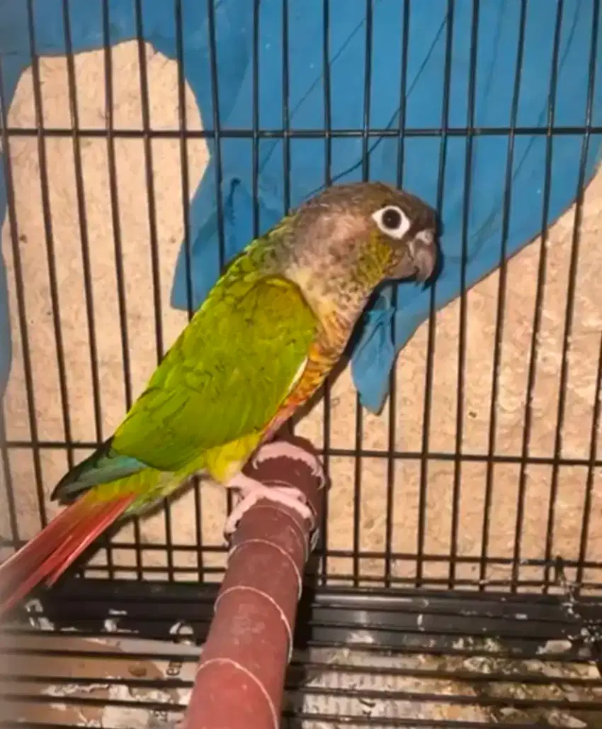 Burung Conure, Yellow side conure (YSC)