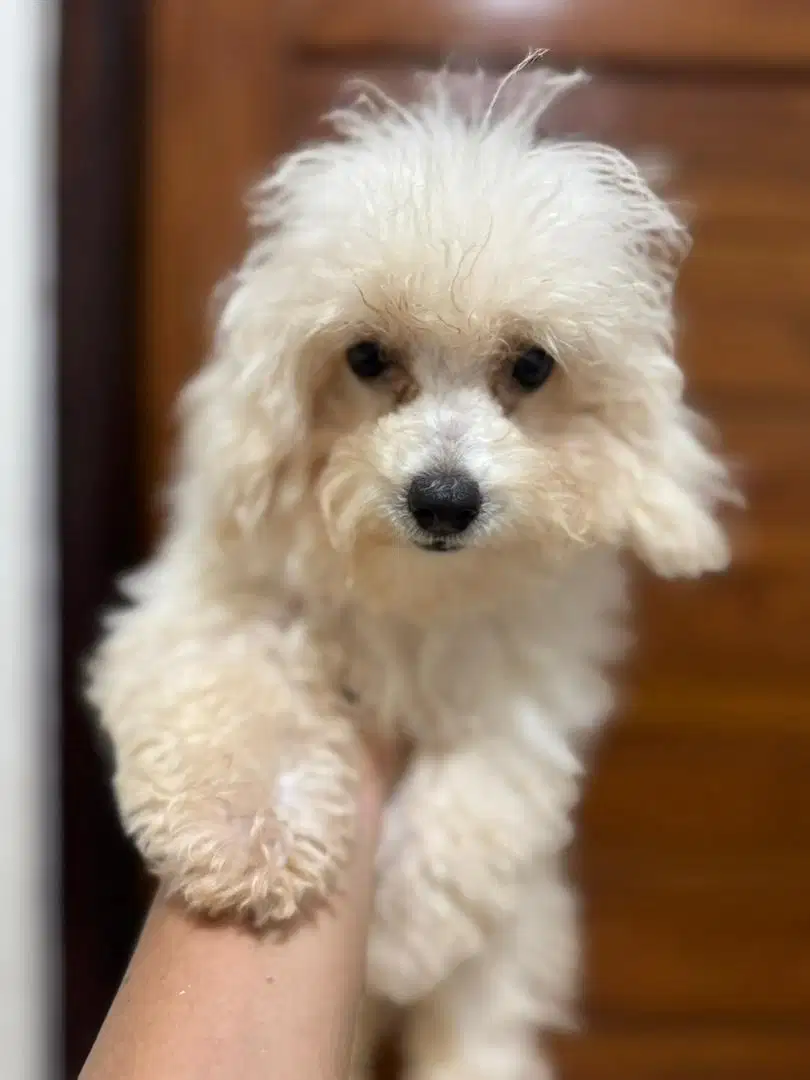 Poodle white female