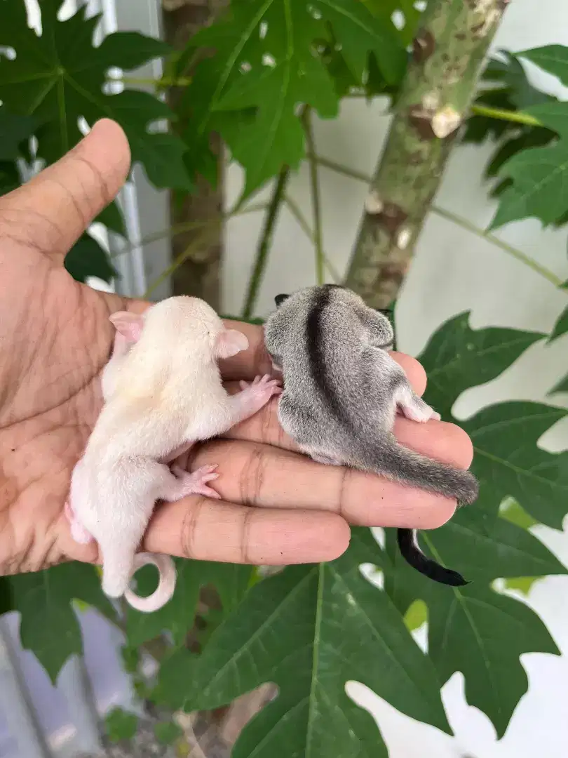 Sugar glider joey liwar murah