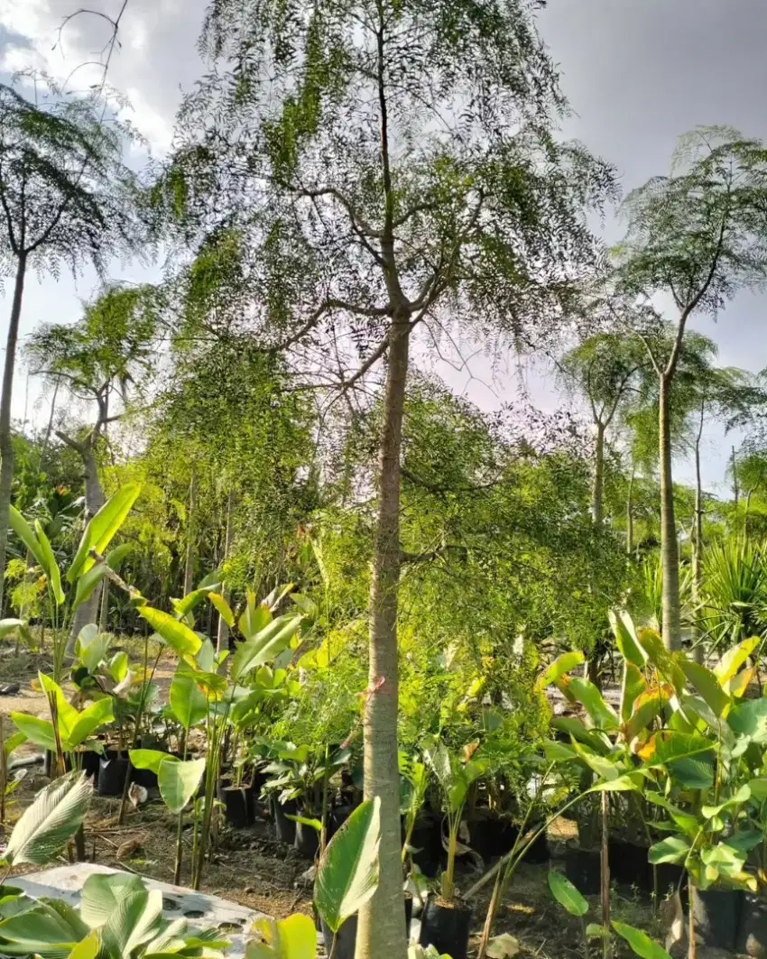 Pohon moringga / pohon kelor afrika