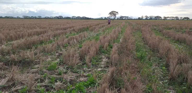 Tanah Sawah 2 Hektar Di Pontang Serang