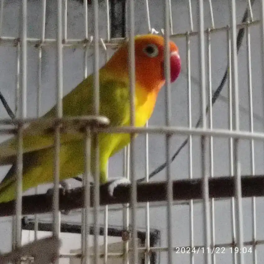 Love bird  si kuning yang aktif