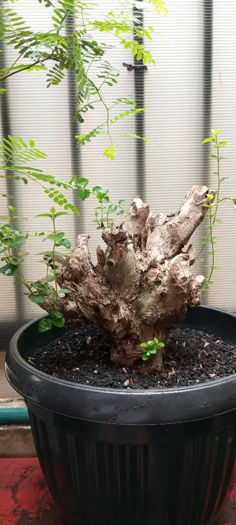 Bonsai wahong laut