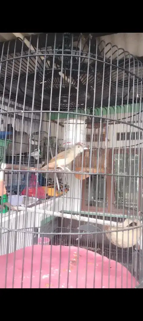 Burung kapas tembak