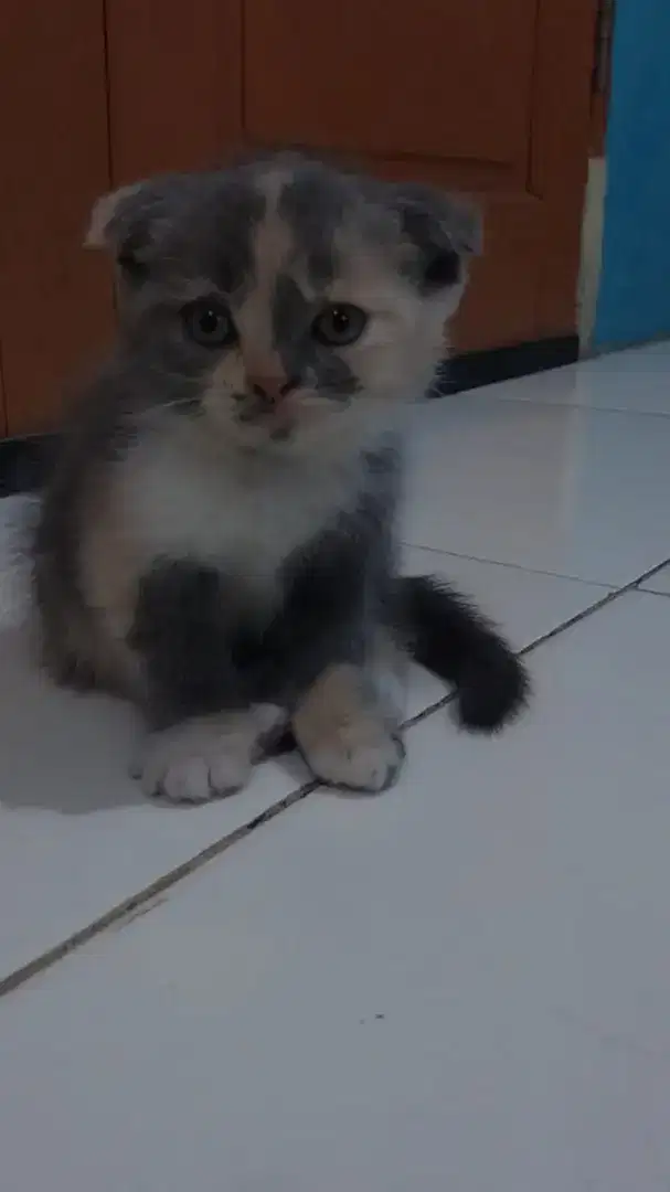 Kucing British Short Hair BSH x Scotish Fold betina 2.5bln