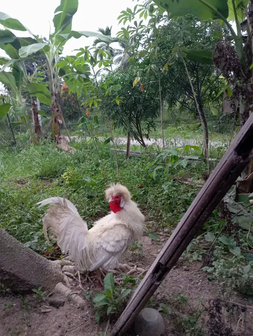 Ayam Jantan Poland