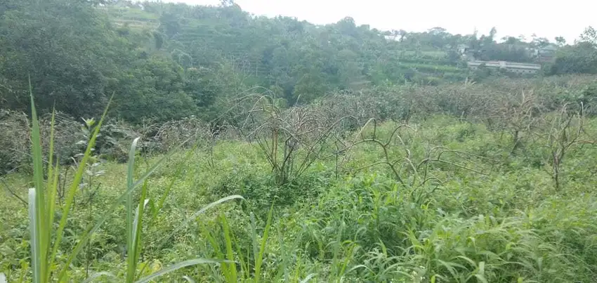 Lahan perkebunan apel siap panen 1 HA harga 5 Milyar di Tutur,Pasuruan