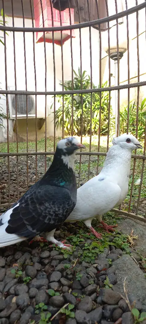 Burung Dara Sepasang