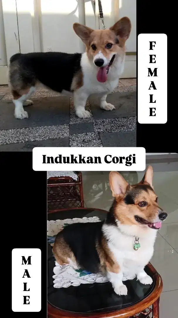 CORGI DOB 17 OKT 2024