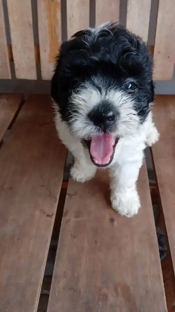 Tiny Shitzu Shihtzu , Shihpoo Umur 2 Bulan Shipoo Gembul Imut