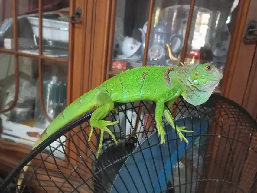 Iguana green Columbia remaja