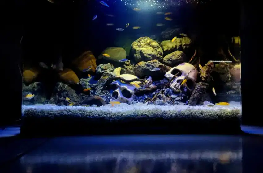 Jasa Design Aquascape natural