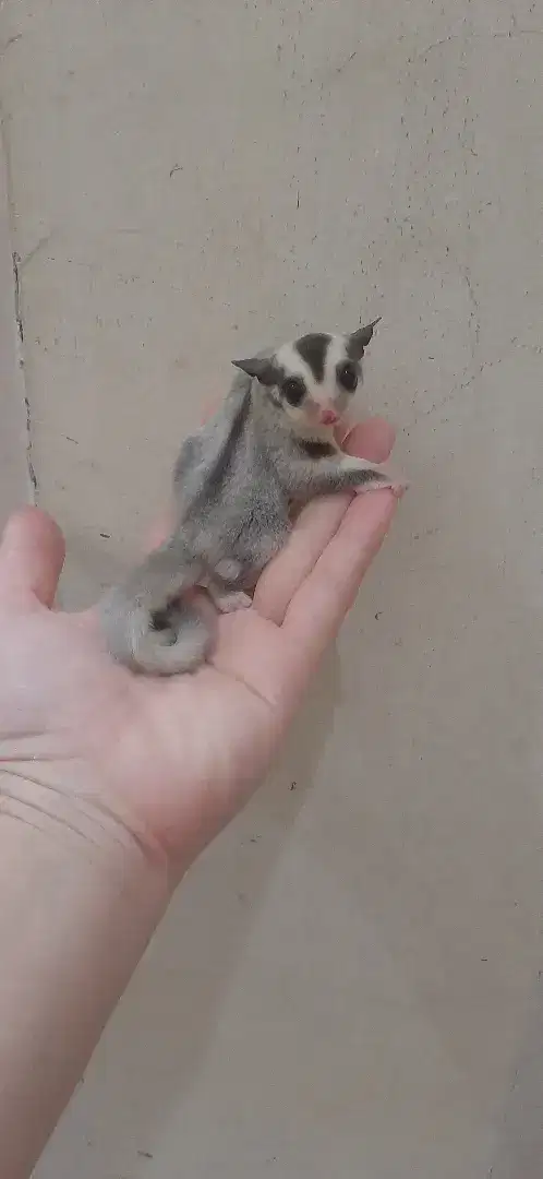 Sugar glider TPM