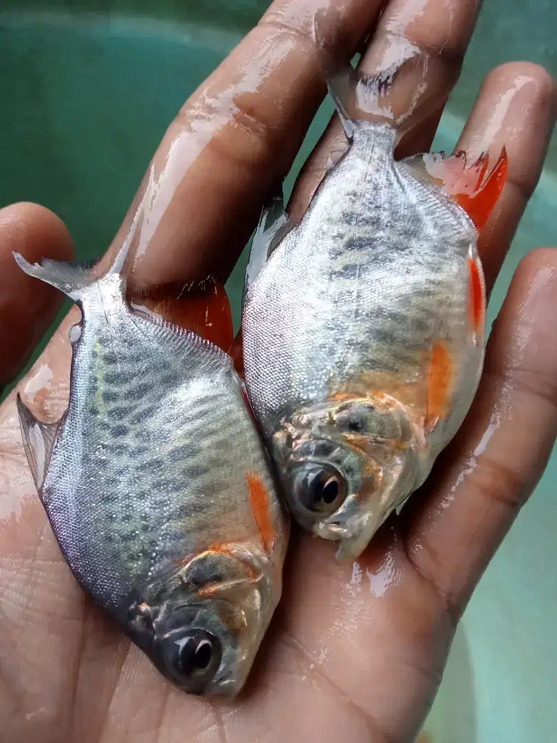 SEDIA BIBIT IKAN BAWAL KUALITAS UNGGUL