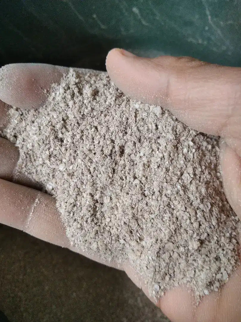 tepung cangkang kerang (grit)