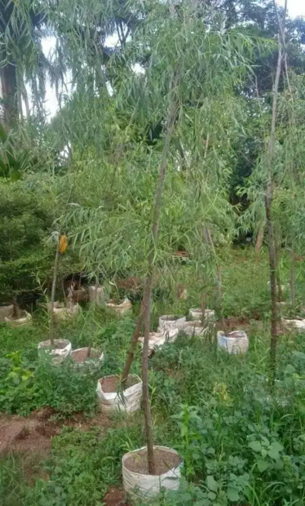 Pohon liang liu/ janda merana tinggi 2-3 meter