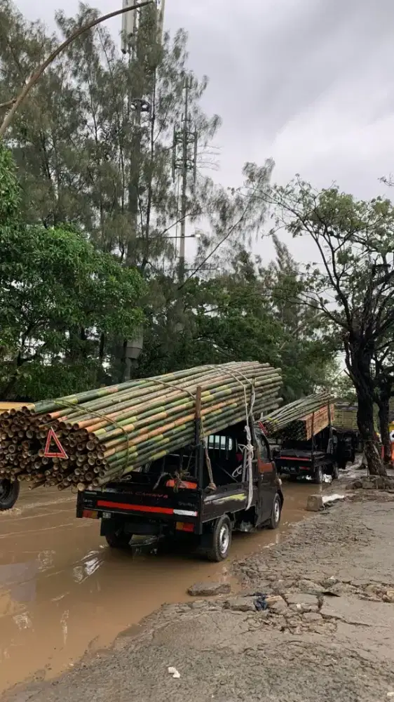 Jual bambu 6 meter