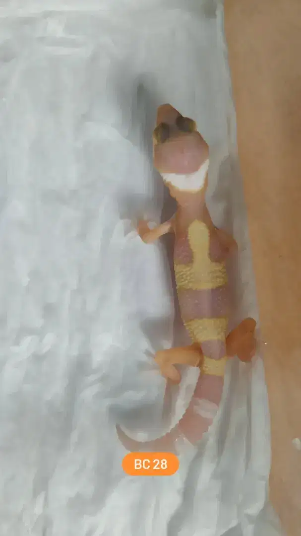 Baby Leopard Gecko (sunspot)
BC28