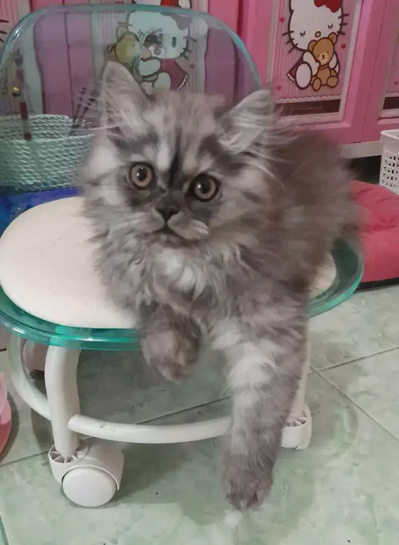 KUCING PERSIA MEDIUM