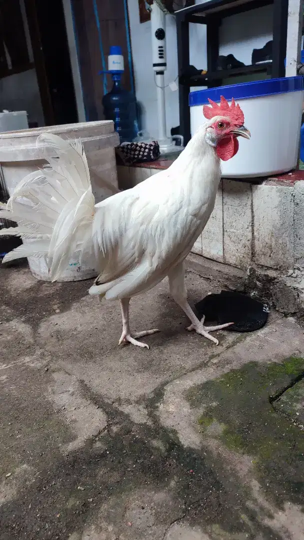 Ayam silangan hutan Sumatra X Ayam ekor panjang jinak