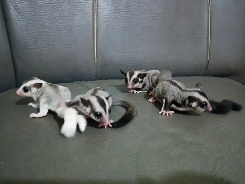 Sugar Glider Joey Classic Grey & Mozaic