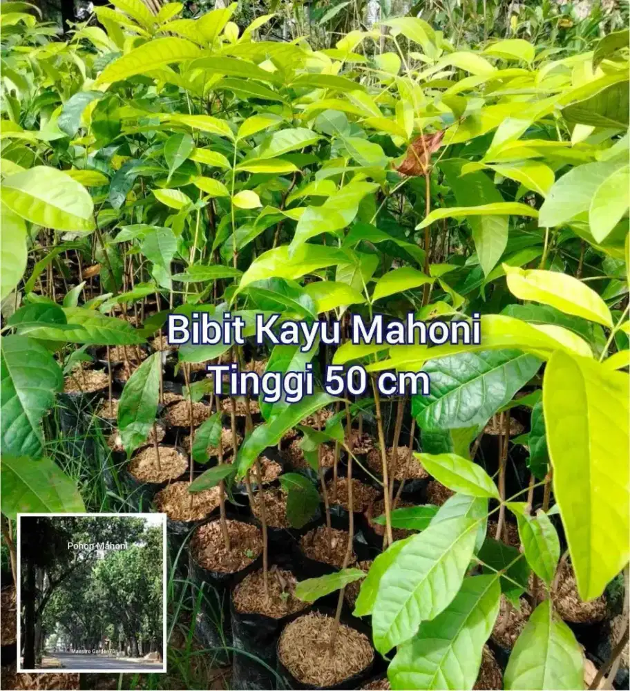 Bibit  Kayu Mahoni Tinggi 50 cm
