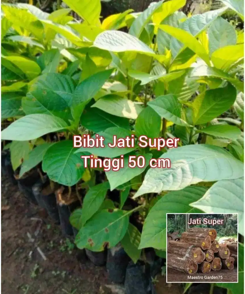 Bibit Kayu Jati  Super Tinggi 50 cm