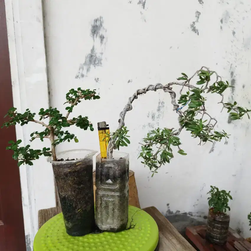 Borongan 2Bonsai Santigi n Hokianti