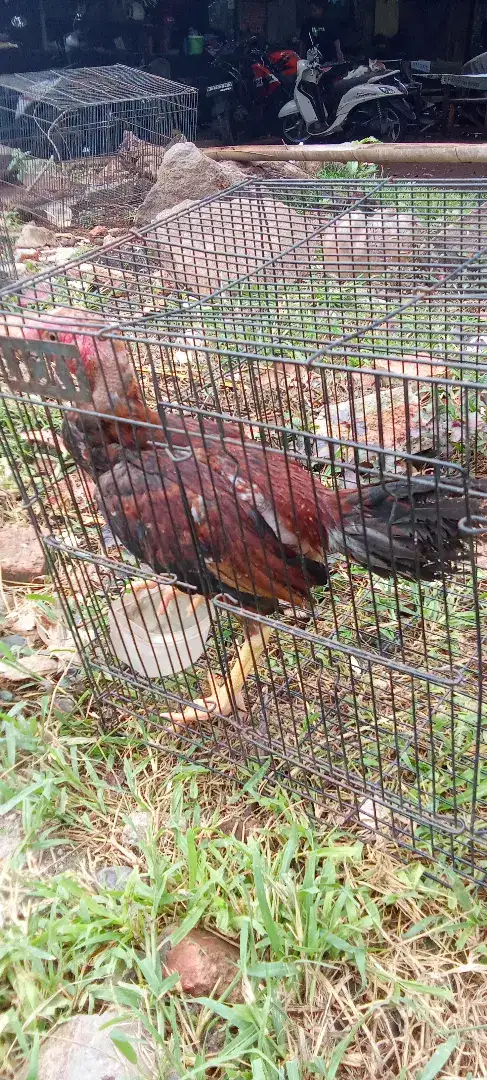 Jual ayam bk- ayam kampung