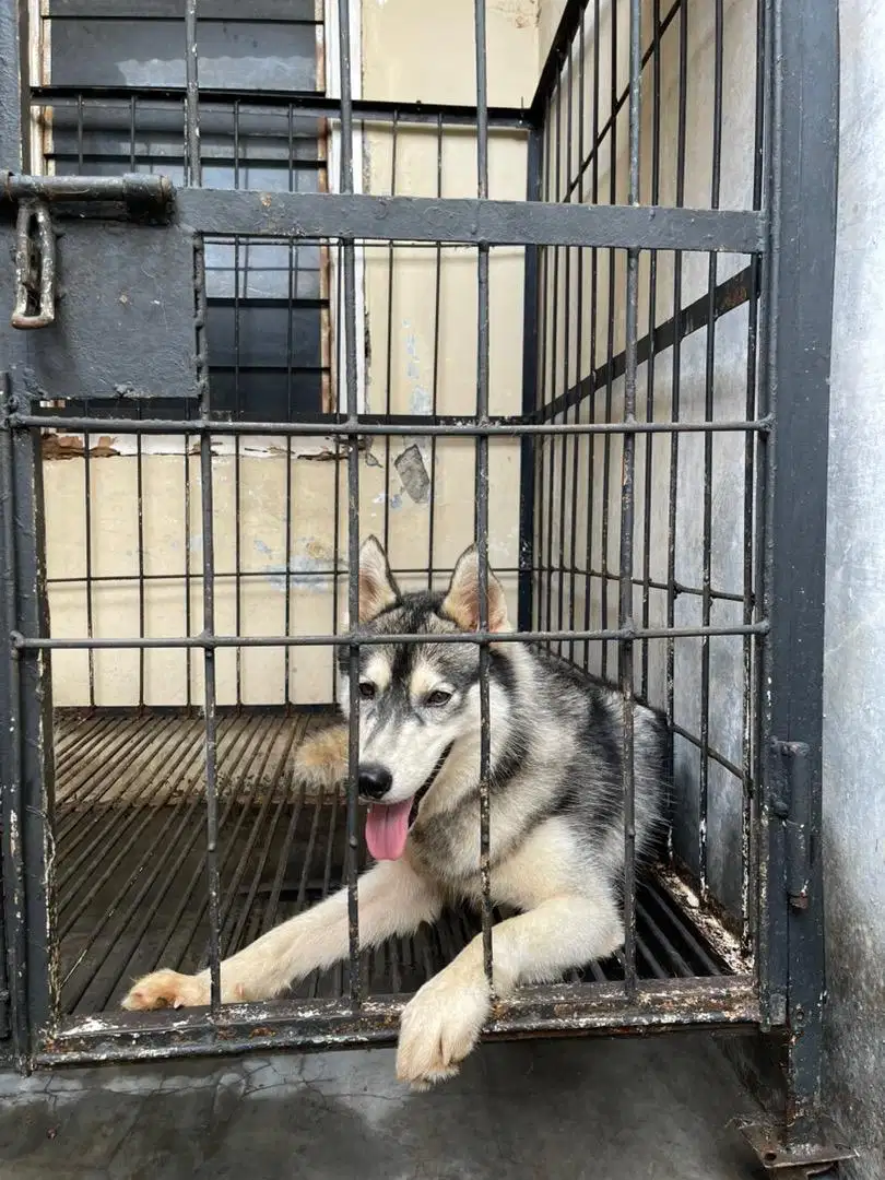 Siberian Husky Stanbom