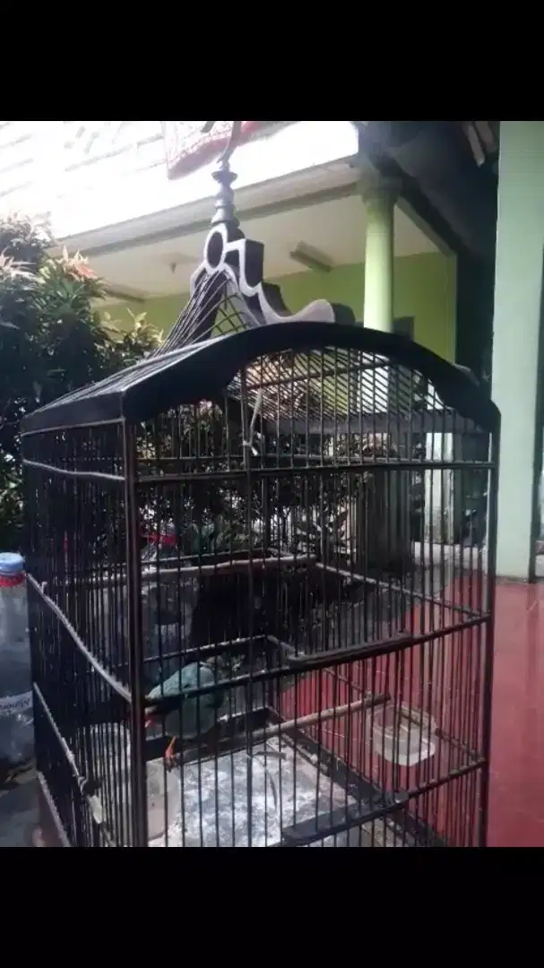 Burung Jovin Sudah Rajin Bunyi