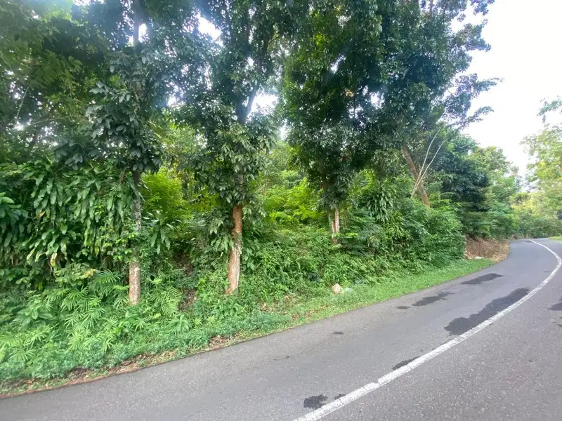 Tanah Kebun Pinggir Jalan Aspal di Cirende Campaka Purwakarta