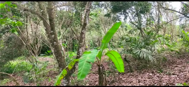 TANAH MURAH COCOK BERKEBUN, BETERNAK, INVESTASI