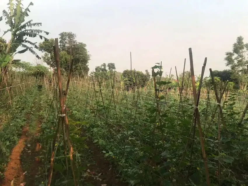 Tanah Kebun untuk Invest Lingkungan tenang