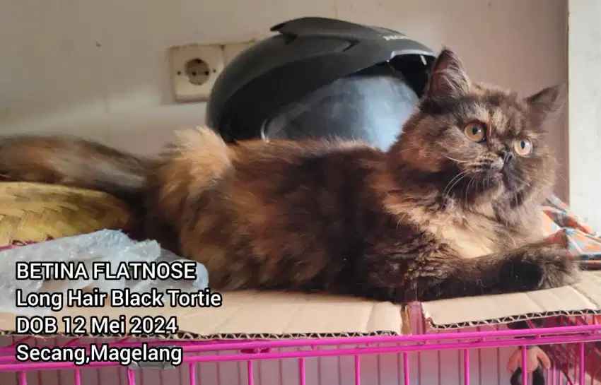 Kucing Persia Flatnose Betina peranakan Peaknose x Medium